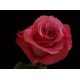 Roses - Beauty by Oger